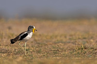 White-crowned Lapwing