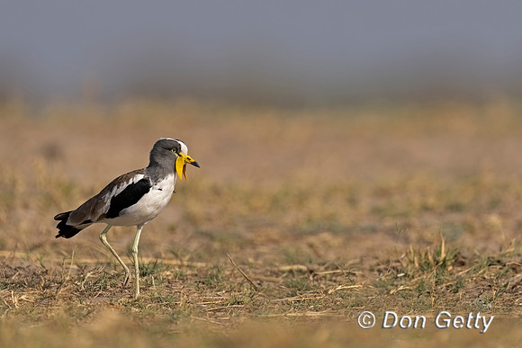 White-crowned Lapwing