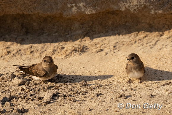 Brown-throated Martin