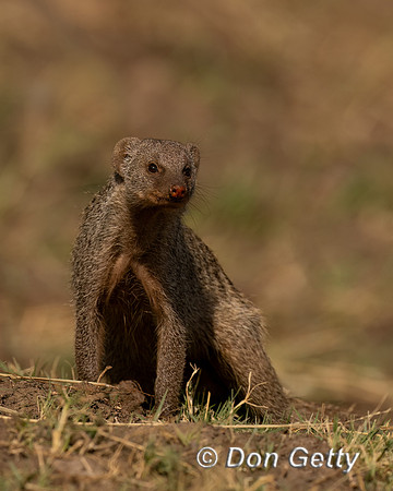 Banded Mongoose