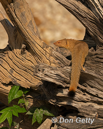 Slender Mongoose