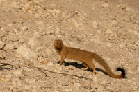 Mongoose, Slender