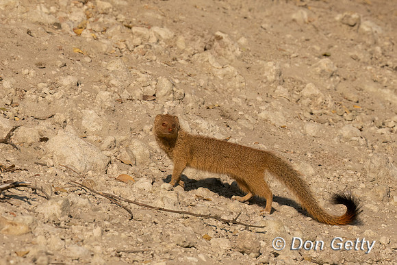 Slender Mongoose