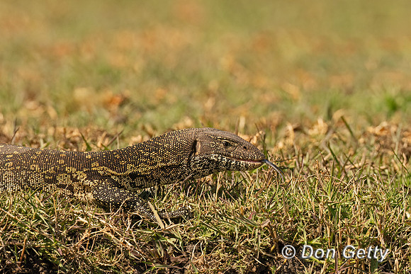 Nile Monitor Lizard