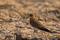 Collared Pratincole