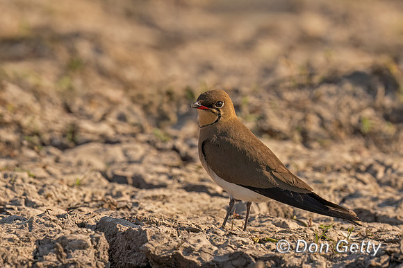 Collared Pratincole