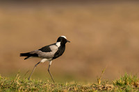 Blacksmith Lapwing