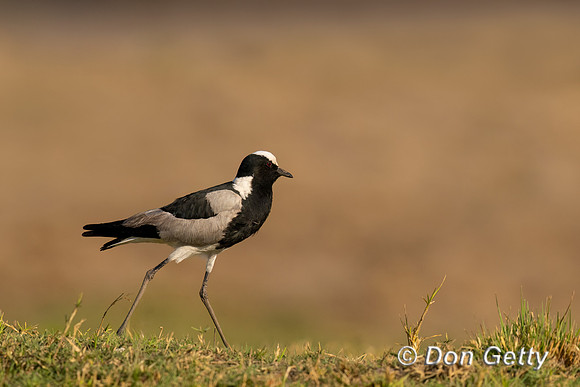 Blacksmith Lapwing