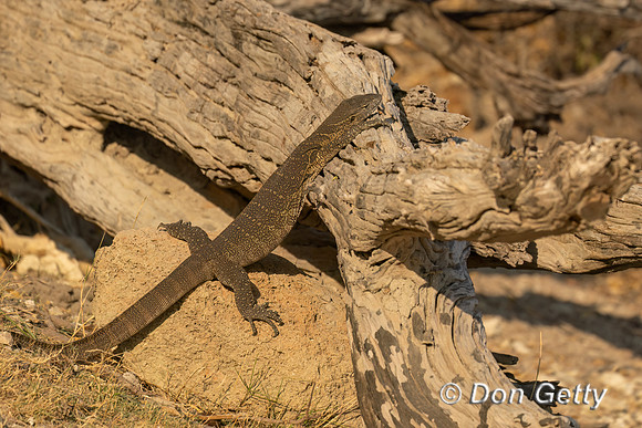 Nile Monitor Lizard