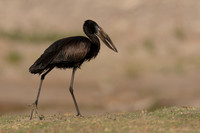 African Openbill