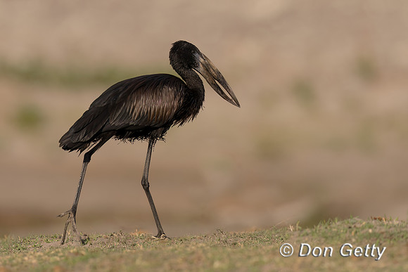 African Openbill