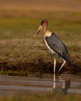 Marabou Stork