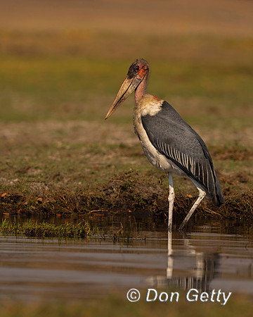 Marabou Stork
