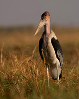 Marabou Stork