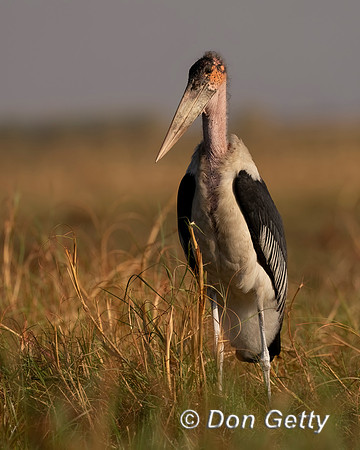 Marabou Stork
