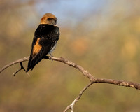 Lesser striped Swallow