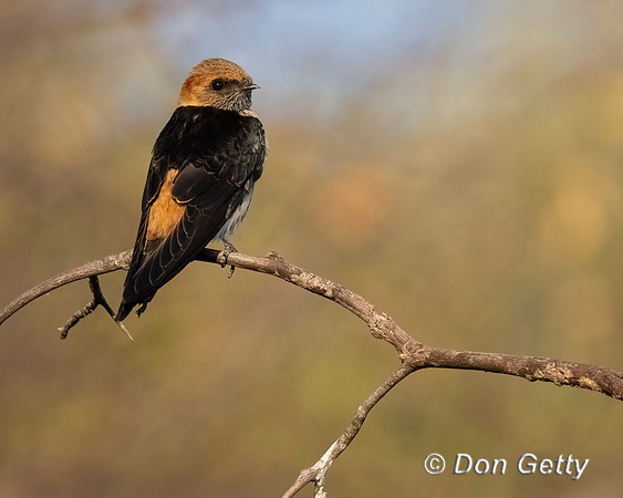 Lesser striped Swallow