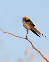 Lesser striped Swallow
