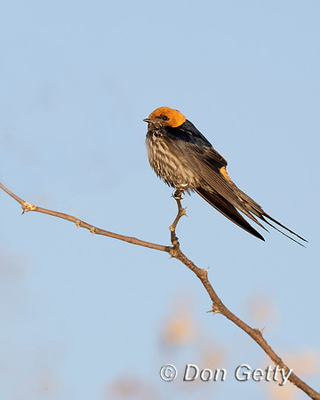Lesser striped Swallow