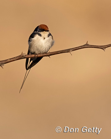 Wire-tailed Swallow