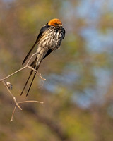 Lesser striped Swallow