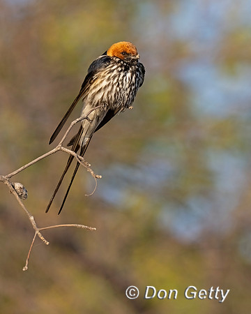 Lesser striped Swallow