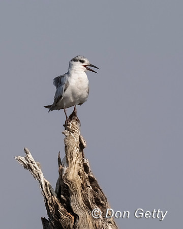 Whiskered Tern