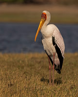 Yellow-billed Stork