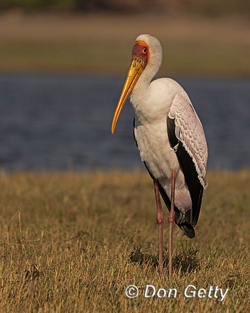 Yellow-billed Stork
