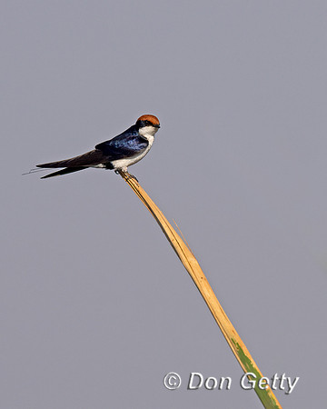 Wire-tailed Swallow