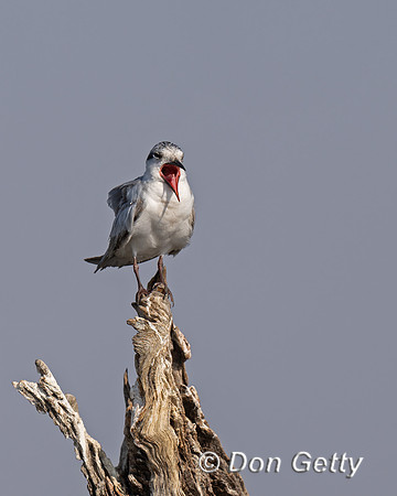Whiskered Tern