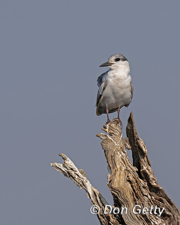 Whiskered Tern