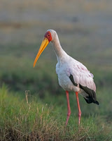 Yellow-billed Stork