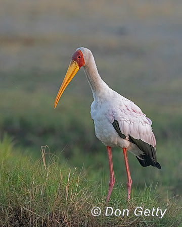 Yellow-billed Stork