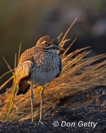 Water Thick-knee