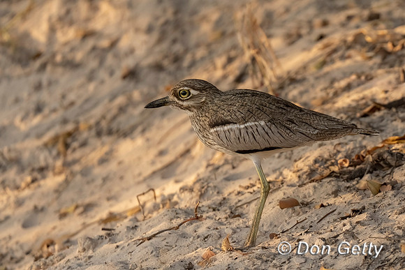 Water Thick-knee