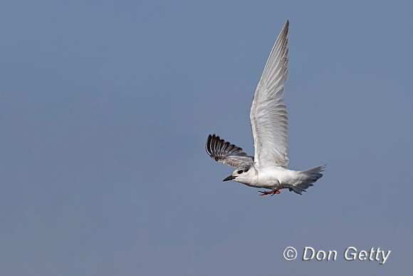 Whiskered Tern
