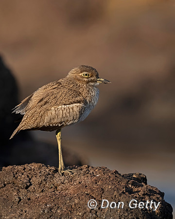 Water Thick-knee
