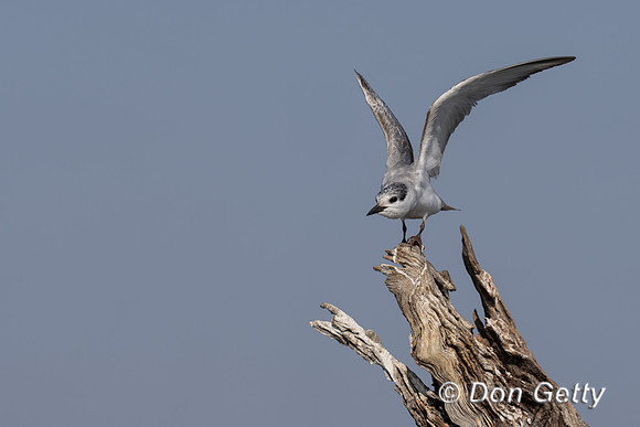 Whiskered Tern