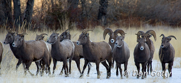 Bighorn Sheep