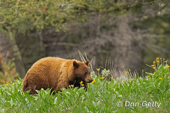 Black Bear