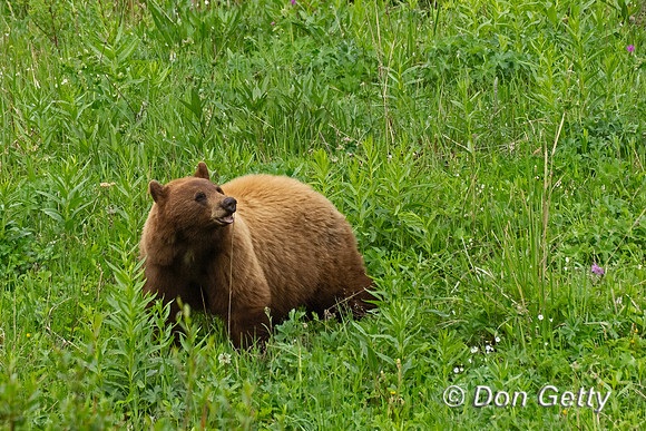 Black Bear