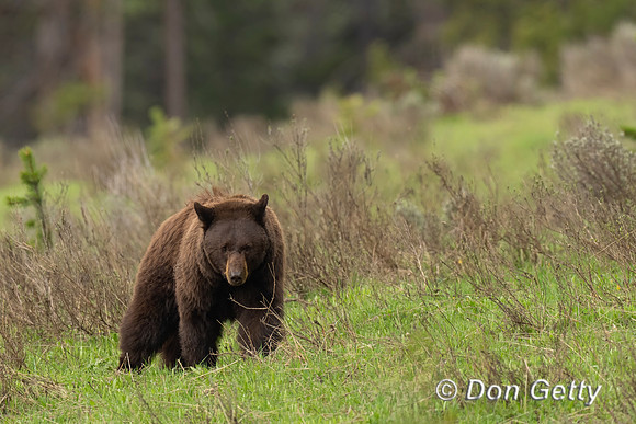 Black Bear