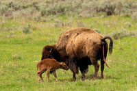 Bison calf