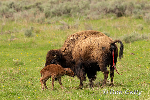 Bison calf