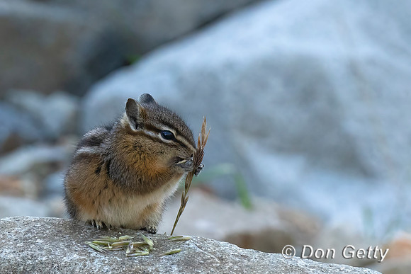 Least Chipmunk