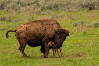 Bison calf