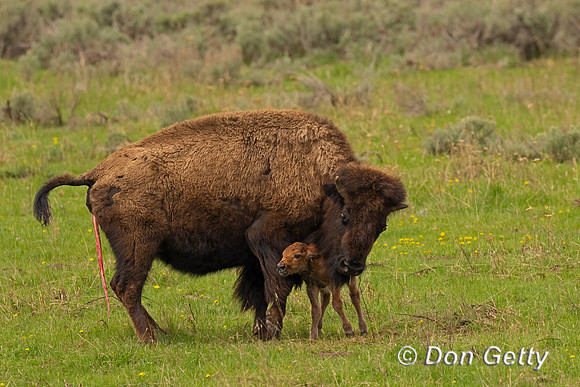 Bison calf
