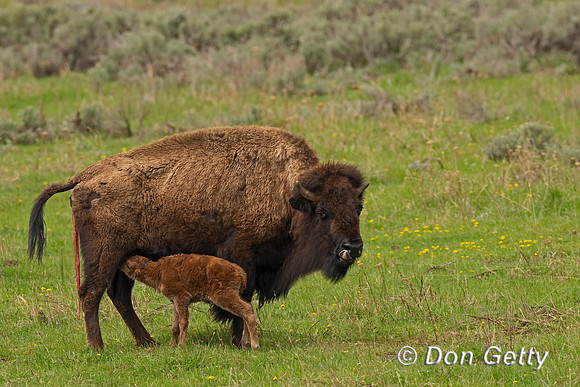 Bison calf