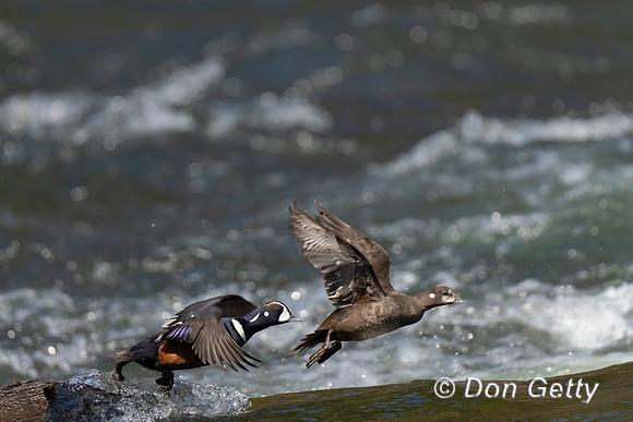 Harlequin Duck